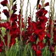 bulbi gladiole fat boy rosu inchis visiniu 110x110