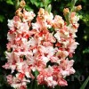 Bulbi Gladiole Frizzle Butterfly