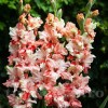 Bulbi Gladiole Frizzle Butterfly