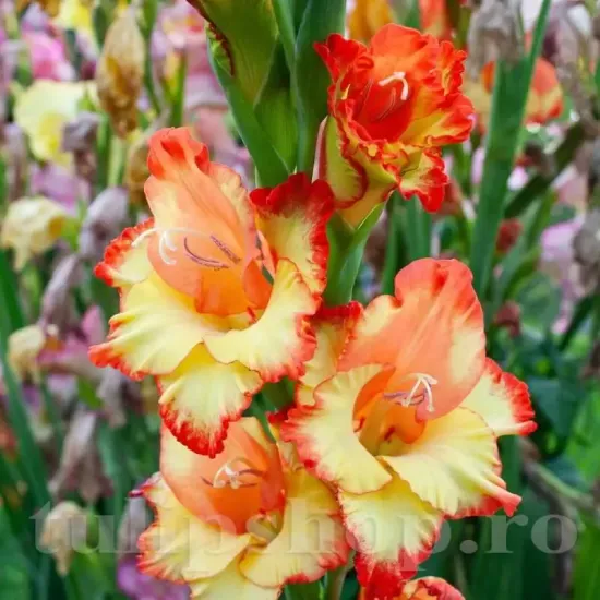 bulbi gladiole las vegas galben portocaliu