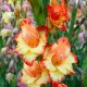 bulbi gladiole las vegas galben portocaliu