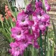 Bulbi Gladiole Nablus bulbi gladiole nablus violet centru alb 110x110