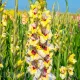 bulbi gladiole oracle rosu centru galben