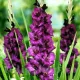bulbi gladiole purple diamond violet inchis