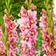 bulbi gladiole quepo roz purpuriu centru alb 110x110