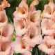 bulbi gladiole rigoletto roz somon galben