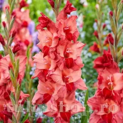Bulbi Gladiole Soul
