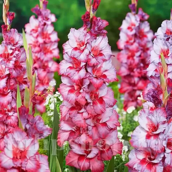 bulbi gladiole teds trump lavanda roz coral