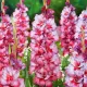 bulbi gladiole teds trump lavanda roz coral