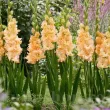 Bulbi Gladiole The Great Queen Elizabeth bulbi gladiole the great queen elizabeth 110x110