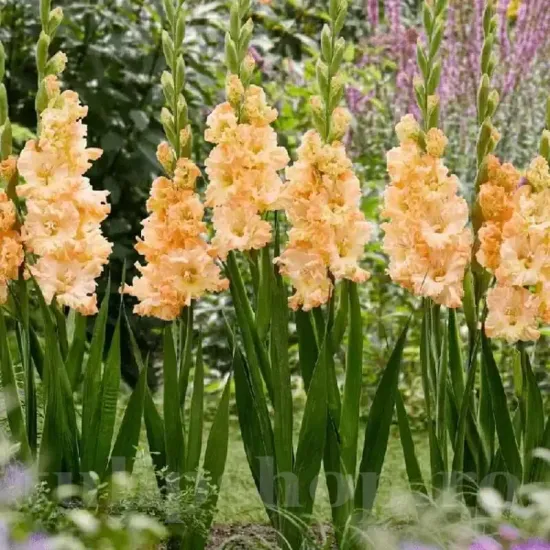 bulbi gladiole the great queen elizabeth