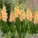 bulbi gladiole the great queen elizabeth