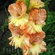 Bulbi Gladiole The Great Queen Elizabeth bulbi gladiole the great queen elizabeth1 110x110