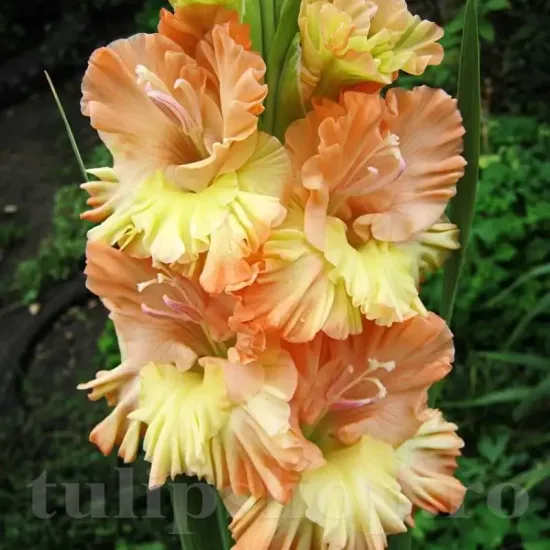 bulbi gladiole the great queen elizabeth1