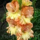 bulbi gladiole the great queen elizabeth1