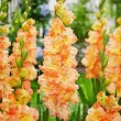 Bulbi Gladiole The Great Queen Elizabeth bulbi gladiole the great queen elizabeth2 110x110