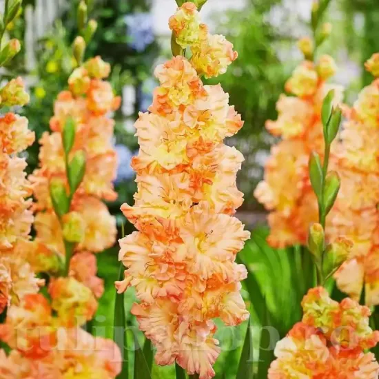 bulbi gladiole the great queen elizabeth2