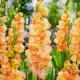 bulbi gladiole the great queen elizabeth2