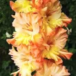 Bulbi Gladiole The Great Queen Elizabeth bulbi gladiole the great queen elizabeth3 110x110