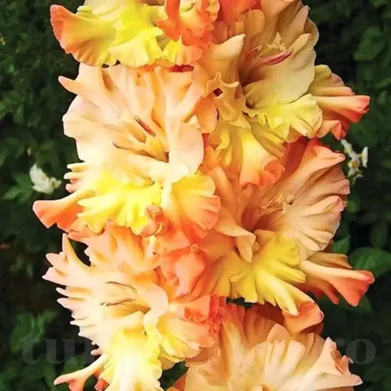 bulbi gladiole the great queen elizabeth3