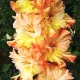 bulbi gladiole the great queen elizabeth3