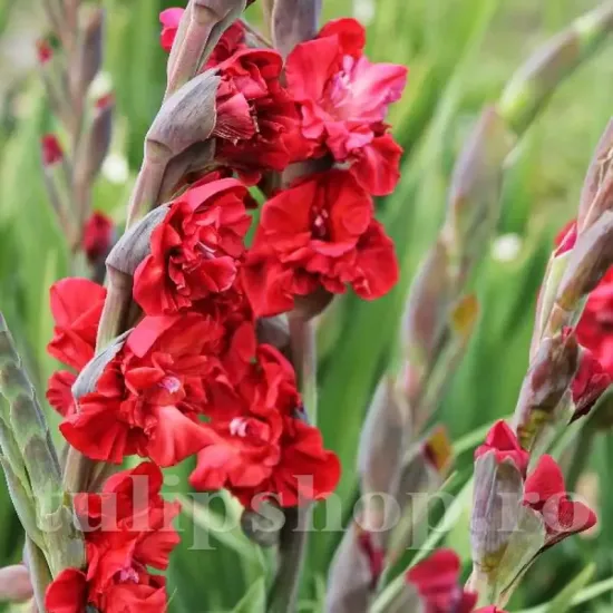 bulbi gladiole vervet raspberry roz zmeuriu