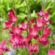 Bulbi Gladiole Vulcano bulbi gladiole vulcano roz fucsia intens 110x110