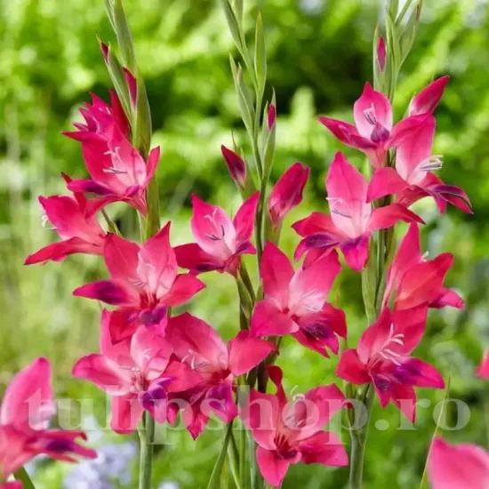 bulbi gladiole vulcano roz fucsia intens
