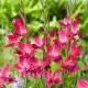 bulbi gladiole vulcano roz fucsia intens