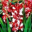 Bulbi Gladiole Zizanie bulbi gladiole zizanie rosu cu alb 110x110