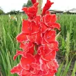 flori gladiole after shock tije inalte gradina 110x110