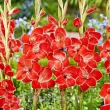 Bulbi Gladiole Atom flori gladiole atom bicolore mici 110x110