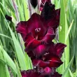 Bulbi Gladiole Black Surprise flori gladiole black surprise tije inalte gradina 110x110