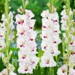 Bulbi Gladiole Cera Corsage flori gladiole cera corsage tije inalte gradina 110x110