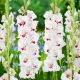 flori gladiole cera corsage tije inalte gradina