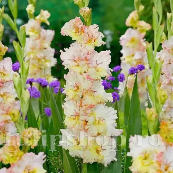 flori gladiole cera fearless tije puternice gradina
