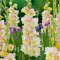 Bulbi Gladiole Cera Fearless
