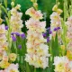 flori gladiole cera fearless tije puternice gradina