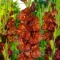Bulbi Gladiole Chocolate