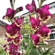 flori gladiole color club tije inalte gradina 110x110