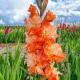 flori gladiole coral crush tije inalte gradina