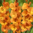 Bulbi Gladiole Cornelli flori gladiole cornelli tije inalte buchete 110x110