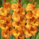 flori gladiole cornelli tije inalte buchete