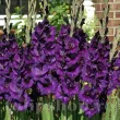 Bulbi Gladiole Deep Purple flori gladiole deep purple tije inalte gradina 110x110