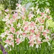 Bulbi Gladiole Elvira flori gladiole elvira bicolore mici elegante 110x110
