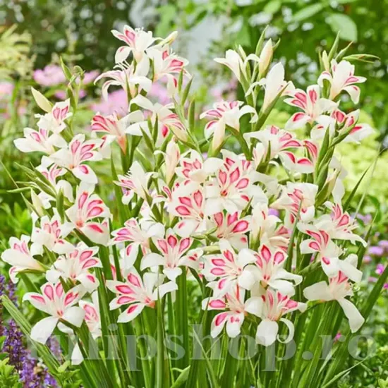 flori gladiole elvira bicolore mici elegante