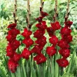 flori gladiole fat boy tije inalte gradina 110x110