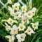 Bulbi Gladiole Halley