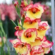 flori gladiole las vegas culori calde gradina 110x110