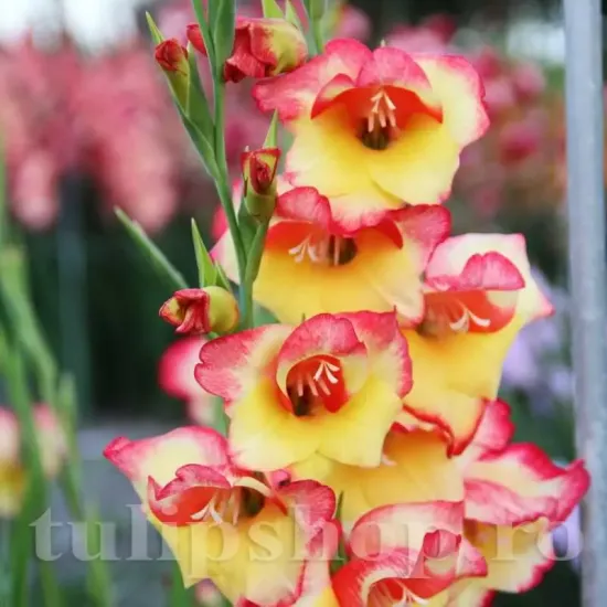 flori gladiole las vegas culori calde gradina